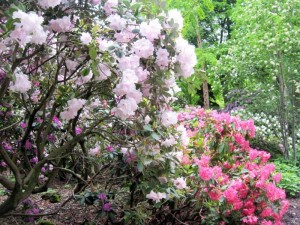  Разные виды рододендронов расцветут к концу мая на Вересковой горке