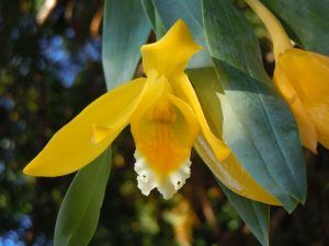В Ботаническом саду распустилась редкая медовая орхидея