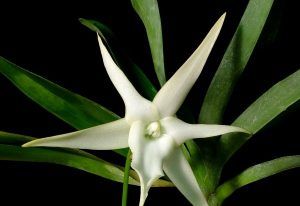 Орхидея Дарвина расцвела в «Аптекарском огороде»