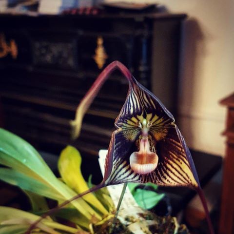 Phal. Allura Dracula купить