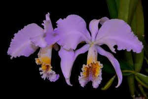 Редкая орхидея с запахом ландыша расцвела в Ботаническом саду