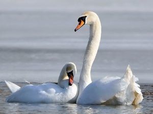 Фото: На Патриарших прудах спасли лебедей