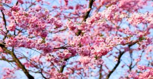 Первая сакура - вишневое дерево «Саржента» расцвела 2 мая в «Аптекарском огороде». Фото: pixabay.com