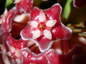 Главная особенность цветка – его приторный и сильный запах. Фото: pixabay.com