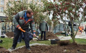 Работы по озеленению прошли в Мещанском районе. Фото: архив, «Вечерняя Москва»