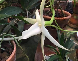 Редкая орхидея с пряным ароматом появилась в «Аптекарском огороде». Фото: пресс-служба учреждения