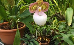  Цветок редкой азиатской орхидеи. Фото: пресс-служба учреждения