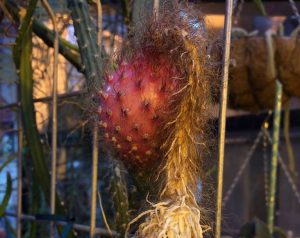 Красные плоды кактуса «Царица ночь». Фото: пресс-служба учреждения