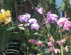 Москвичей обучат тонкостям пересадки орхидеи-мотылька в «Аптекарском огороде». Пресс-служба сада