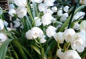 Редкие орхидеи-лодочки расцвели в Ботаническом саду. Фото: пресс-служба учреждения