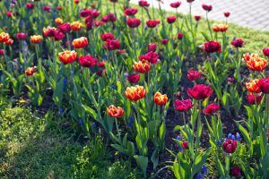 Посетители «Аптекарского огорода» смогут увидеть около десяти тысяч весенних цветов. Фото: Татьяна Родионова