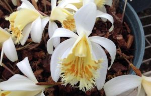 Более 50 орхидей подарили «Аптекарскому огороду». Фото: пресс-служба «Аптекарского огорода»