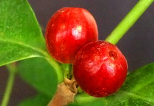 Ягоды появились на кофейном дереве в «Аптекарском огороде». Фото: пресс-служба «Аптекарского огорода»