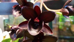 Орхидею «Черная жемчужина» представят в Аптекарском огороде. Фото предоставлено пресс-службой Аптекарского огорода