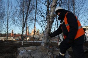 Высадка деревьев возле станции метро «Улица 1905 года» завершена. Фото: Максим Аносов, «Вечерняя Москва»