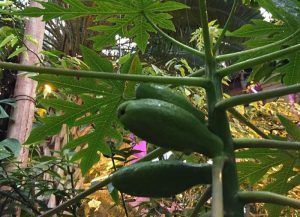 Урожай папайи созрел в Аптекарском огороде. Фото: пресс-служба Аптекарского огорода