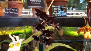 Черную орхидею уберут в закрытую оранжерею. Фото: пресс-служба Аптекарского огорода