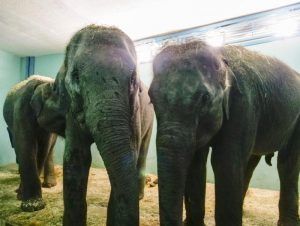 Слонят из Мьянмы научат распознавать свои клички в Театре зверей. Фото предоставлено пресс-службой театра «Уголок дедушки Дурова»