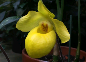 Абрикосовая орхидея расцвела в «Аптекарском огороде». Фото предоставлено пресс-службой «Аптекарского огорода»