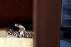 Молочная змея поселилась в террариуме «Аптекарского огорода». Фото: Павел Головкин, «Вечерняя Москва»