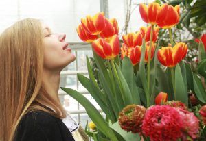 Тюльпаны расцветут в «Аптекарском огороде» в мае. Фото: Наталия Нечаева, «Вечерняя Москва»