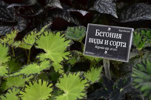 Встреча с садоводами состоится в «Аптекарском огороде». Фото: Анна Быкова
