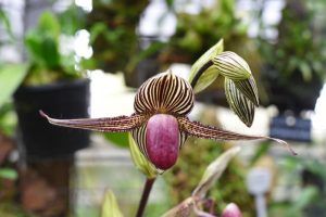Самая черная орхидея в мире расцвела в «Аптекарском огороде». Фото: Александр Кожохин, «Вечерняя Москва»
