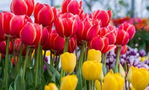 Крупнейшая выставка тюльпанов «Репетиция весны» откроется в «Аптекарском огороде». Фото: сайт мэра Москвы