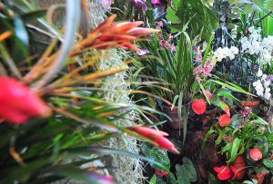 Цветение черной орхидеи можно будет увидеть последние дни в «Аптекарском огороде». Фото: сайт мэра Москвы