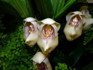 Редкая орхидея-тюльпан расцвела в «Аптекарском огороде». Фото предоставили в пресс-службе «Аптекарского огорода»
