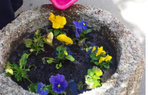 Цветы высадили сотрудники «Жилищника» во дворах жилых домов. Фото предоставили сотрудники ГБУ «Жилищник» Мещанского района 