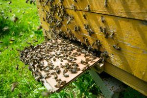 Мастер-класс онлайн по пчеловодству организуют сотрудники «Аптекарского огорода». Фото: пресс-служба «Аптекарского огорода»