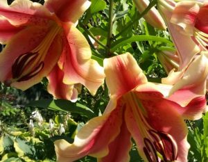 Выставку «Лилии и другие цветы июля» откроют в «Аптекарском огороде». Фото предоставили сотрудники пресс-службы «Аптекарский огород»