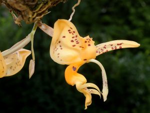 Уникальный вид орхидеи расцвел в «Аптекарском огороде». Фото предоставили в пресс-службе Ботанического сада МГУ