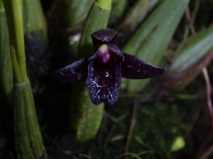 Черный цветок орхидеи распустился в «Аптекарском огороде». Фото предоставили сотрудники пресс-службы Ботанического сада