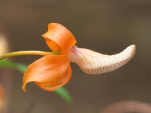 Редкие виды орхидей передадут в дар «Аптекарскому огороду». Фото предоставили в пресс-службе «Аптекарского огорода»