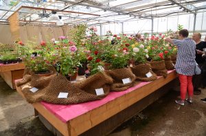 Выставку гортензий и других осенних цветов откроют в «Аптекарском огороде». Фото: Анна Быкова