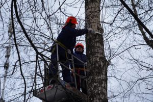 Сотрудники «Жилищника» ликвидировали аварийные деревья в районе. Фото: Анна Быкова