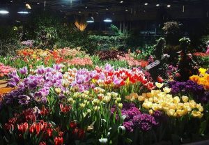 Крупнейшую в стране выставку тюльпанов откроют в «Аптекарском огороде». Фото: пресс-служба «Аптекарского огорода»