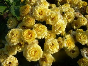 Выставка роз пройдет в «Аптекарском огороде». Фото взято с сайта культурного учреждения