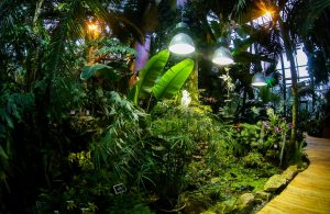 Фестиваль «Тропическая зима» откроется в Ботаническом саду МГУ. Фото: пресс-служба «Аптекарского огорода» 