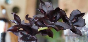 Самая черная орхидея в мире расцвела в «Аптекарском огороде». Фото: pixabay.com