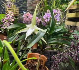 Рождественская орхидея начала цвести в «Аптекарском огороде». Фото взято из telegram-канала парка