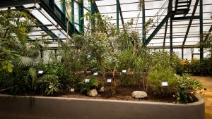 Уникальная экспозиция открылась в Ботаническом саду МГУ. Фото: Telegram-канал «Аптекарского огорода»