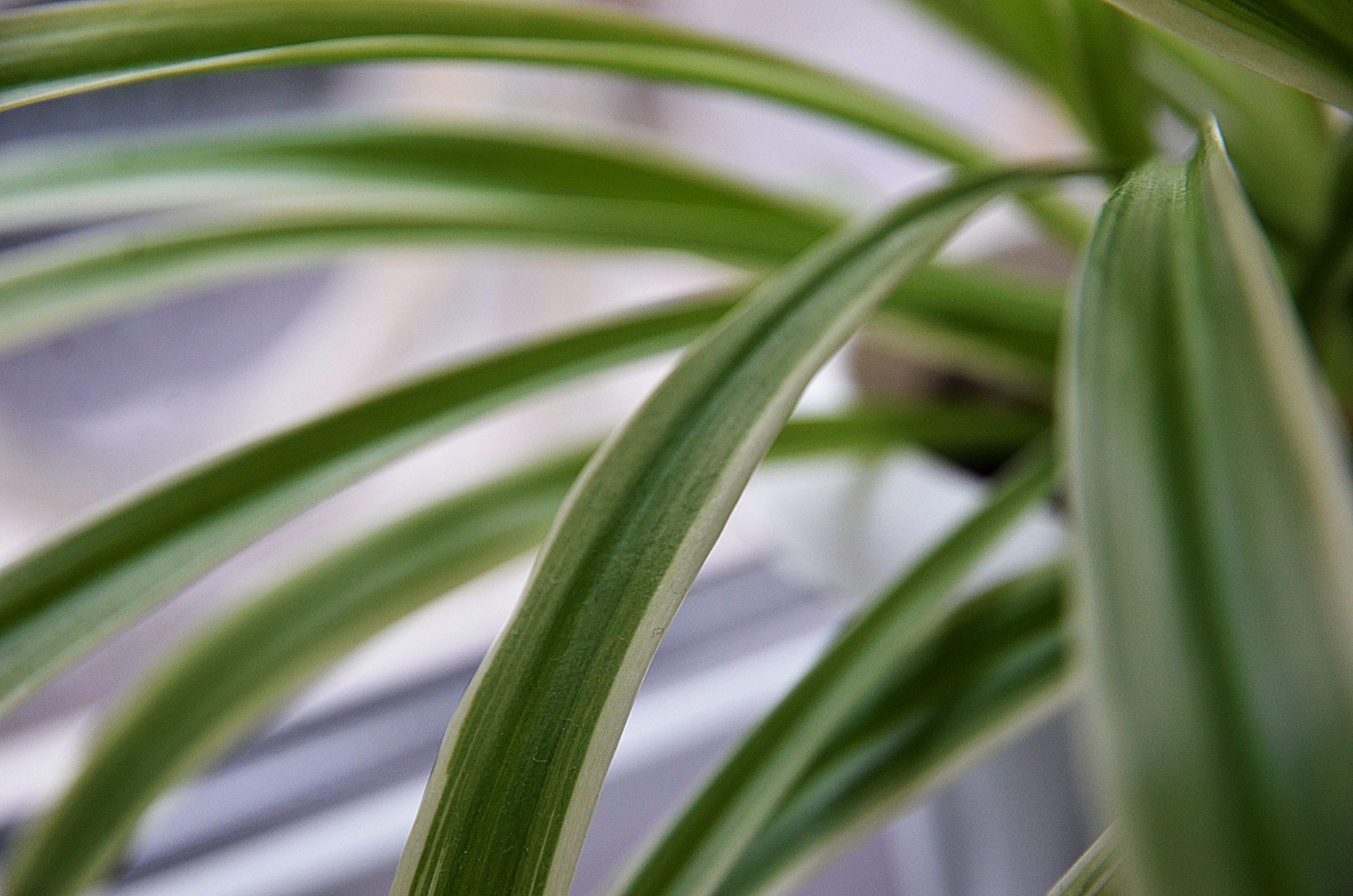 цветы грибоедова