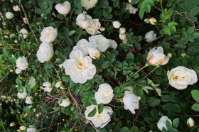 Редкие белые розы расцвели в Ботаническом саду МГУ. Фото: Telegram-канал «Аптекарского огорода»