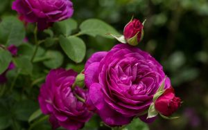 Выставка роз откроется в Ботаническом саду МГУ. Фото: Telegram-канал «Аптекарского огорода» 