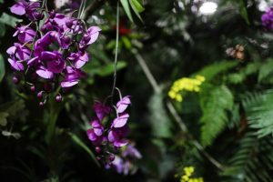 Лесные орхидеи зацвели в Ботаническом саду МГУ. Фото: архив, «Вечерняя Москва»