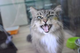 «Нарисуй котика»: акция прошла в парке «Фестивальный». Фото: архив, «Вечерняя Москва»