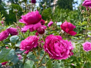 Выставка летних цветов откроется а Ботаническом саду МГУ. Фото: Telegram-канал «Аптекарского огорода»